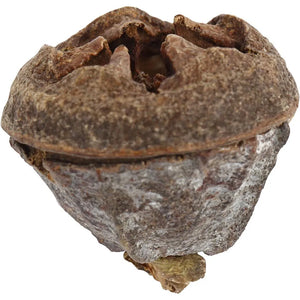 Eucalyptus cones, 25 g/ 1 pack