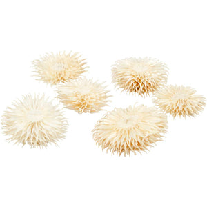 Dried Flower Heads