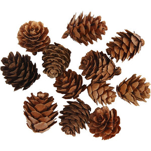 Larch Cones (12 Pack)