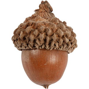 Acorn