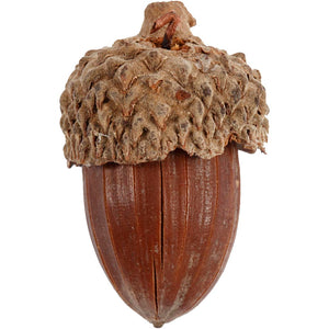 Acorn