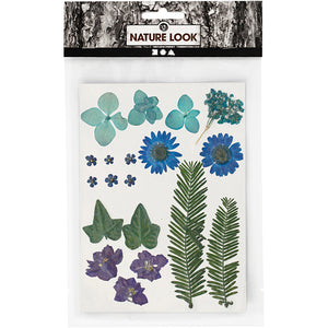 Pressed Flowers and leaves