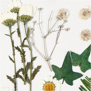 Pressed Flowers and leaves