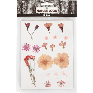 Pressed Flowers and leaves
