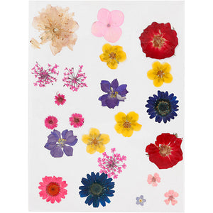 Pressed Flowers and leaves