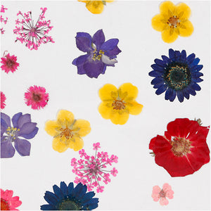 Pressed Flowers and leaves