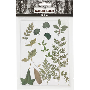 Pressed Flowers and leaves