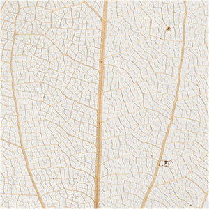 Skeleton leaves