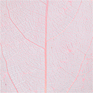 Skeleton leaves