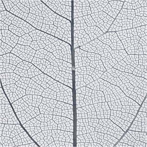 Skeleton leaves