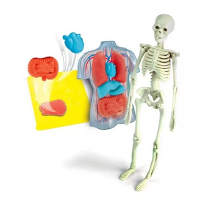 Model skeleton with internal organs and muscles displayed on a white background
