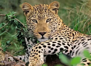 100 Piece XXL Jigsaw Puzzle - Exotic Animal