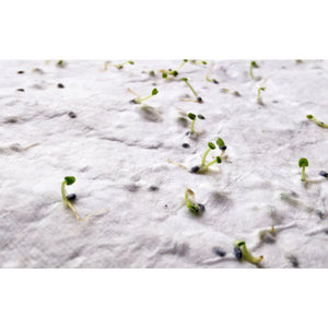 Siol Eco Plantable Seeded Paper