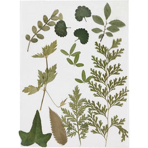 Pressed Leaves, Green, 1 Pack