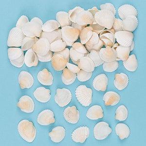 Craft Shells (Pack of 150)