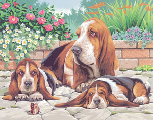 PbN Lrg - Basset Hounds